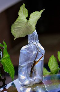 bottle planter INR 800