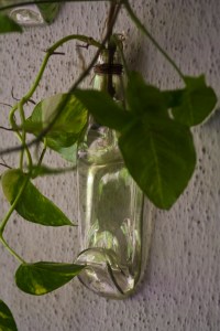 bottle planter INR 800