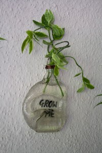 bottle planter INR 800