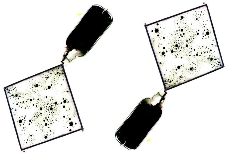 where did we come from